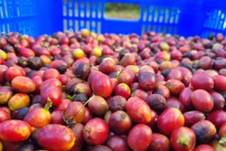 Kon Tum: Khuyến nghị hái cà phê chín để nâng cao giá trị, chất lượng 