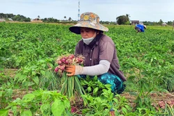 Sóc Trăng: Hành tím được giá nhưng người trồng kém vui