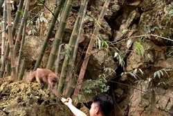 Hòa Bình: Bảo vệ quần thể khỉ vàng và các loại động vật hoang dã 