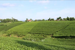 Nâng giá trị thương hiệu chè Thái Nguyên
