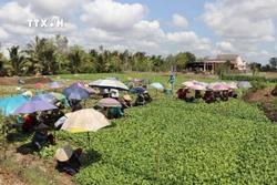 Lợi ích kép từ chuyển đổi cây trồng ở Tiền Giang