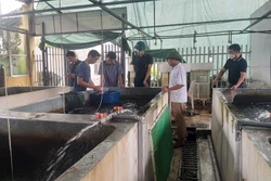 Giá trị kinh tế cao từ mô hình nuôi ghép cá trắm cỏ ở Hưng Yên