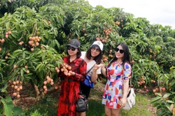 “Du lịch mùa quả ngọt” - điểm nhấn du lịch Bắc Giang dịp cuối năm