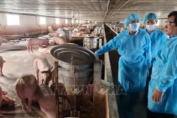 Bạc Liêu khẩn trương khống chế dịch tả lợn châu Phi