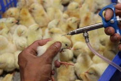 Khẩn trương rà soát việc tiêm phòng vaccine trên đàn gia súc, gia cầm