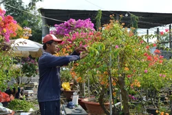 Anh Võ Thành Hiệp ở ấp Tân Thuận A chăm sóc hoa giấy. Ảnh: Nhựt An - TTXVN