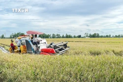 Chính phủ ban hành chính sách hỗ trợ bảo vệ đất trồng lúa