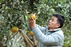 Anh Lò Văn Thơm thu hoạch cam Nà Mòn. Ảnh: Quang Quyết-TTXVN