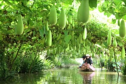 Nhiều mô hình nổi bật trong tái cơ cấu nông nghiệp ở Đồng Tháp