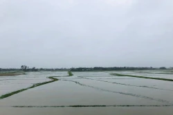Quảng Ngãi: Mưa lớn trên diện rộng, nhiều xã ngập trong nước lũ
