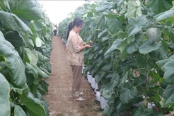 Tiền Giang nỗ lực giải quyết đầu ra cho nông sản hàng hóa