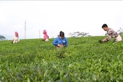 Dựa vào cây chè, nhiều hộ dân ở huyện Tân Uyên (Lai Châu) đã có thu nhập cao và xóa nghèo. Ảnh: Việt Hoàng - TTXVN