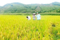 Mở hướng mới trong canh tác giống lúa chất lượng cao ở huyện Văn Yên