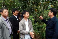 Ứng dụng truy xuất nguồn gốc với sản phẩm cam ở Bắc Trung Bộ