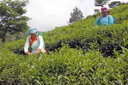 Chương trình mục tiêu quốc gia giảm nghèo bền vững: Sẽ giải ngân trên 90% vốn phân bổ năm 2023 