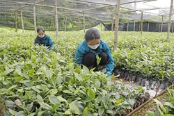 Góp phần phát triển kinh tế bền vững, giảm các rào cản về định kiến giới