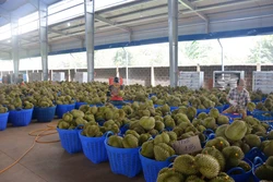 Vụ thu hoạch sầu riêng tại Đắk Lắk: Tranh mua tranh bán và những hệ lụy