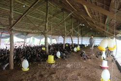 Trà Vinh nhân rộng 12 mô hình sản xuất nông nghiệp hiệu quả