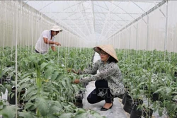 Những mô hình khoa học công nghệ xây dựng nông thôn mới mang lại hiệu quả kinh tế cao
