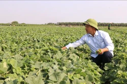 Xây dựng các mô hình kinh tế trang trại có hiệu quả cao