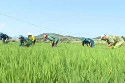 Phát huy vai trò lực lượng dân quân tự vệ trong xây dựng nông thôn mới ở huyện K’Bang