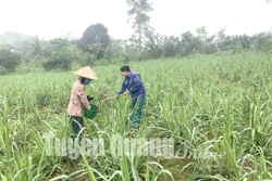 Tuyên Quang duy trì ổn định, mở rộng vùng mía nguyên liệu