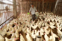Hà Nội tập trung phát triển các vùng chăn nuôi hữu cơ