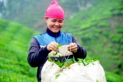 Sơn La: Phát triển thương hiệu và nâng cao giá trị sản phẩm chè