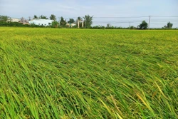 Kon Tum: Mưa đá gây thiệt hại nhiều tài sản, hoa màu