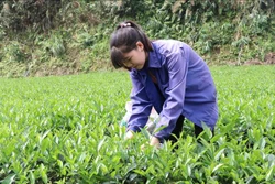 Thái Nguyên ứng dụng công nghệ trong quảng bá sản phẩm