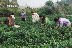Yên Bái xây dựng cơ chế hỗ trợ hợp tác xã nông nghiệp theo vùng miền