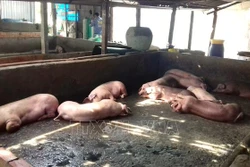 Thanh Hóa khống chế dịch tả lợn châu Phi có nguy cơ lan rộng