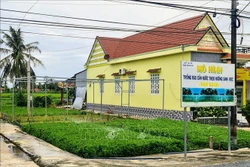 Rau màu được giá, nông dân Bạc Liêu thu lãi cao