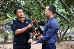 Nhiều sản phẩm chế biến từ gà Đông Tảo hút khách