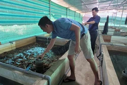 Giá lươn xuống thấp, người nuôi ở tỉnh Bà Rịa-Vũng Tàu lỗ nặng