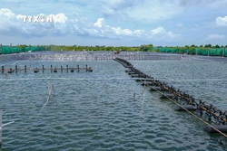 Ao nuôi tôm công nghiệp sử dụng điện mặt trời của gia đình ông Trịnh Văn Hoặc ở ấp Bình Điền, xã Long Điền Tây (Đông Hải, Bạc Liêu). Ảnh: Thanh Liêm - TTXVN