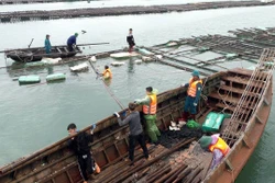 Ngư dân Quảng Ninh bộn bề lo toan làm mới nghề nuôi trồng thủy sản