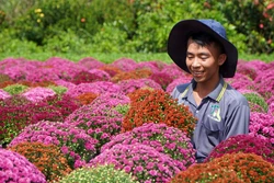 Đồng Tháp trồng hơn 100 ha giống hoa hồng phục vụ Festival hoa và Tết