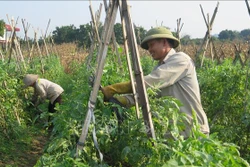 Nông dân thôn Giao Ngay, xã Thống Nhất, thành phố Lào Cai gia cố dàn cà chua tại vườn nhà. Ảnh: Hương Thu-TTXVN