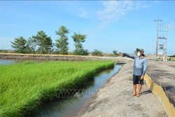 Anh Bùi Chí Nhân thu bạc tỷ từ mô hình nuôi cá linh, tôm càng xanh trong ruộng lúa