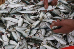 Ngư dân Thanh Hóa được mùa cá trích