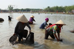 Đồng bào Khmer xuống bàu bắt cá bằng những dụng cụ thô sơ truyền thống. Ảnh: K GỬIH – TTXVN