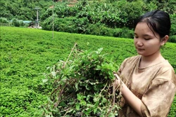 Tăng hiệu quả kinh tế cho cây thạch đen Cao Bằng
