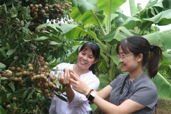 Hưng Yên phát triển tiềm năng du lịch nông thôn