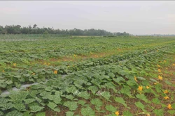  Trà Vinh giảm diện tích trồng lúa để tăng hiệu quả sản xuất