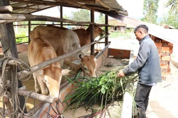 Nhiều mô hình giúp người dân tộc ở K'bang phát triển kinh tế gia đình