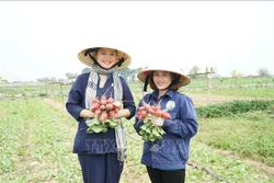 Khoảng 2.500 tỷ đồng phát triển du lịch nông thôn