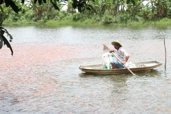 Nhờ nguồn vốn vay ưu đãi, ông Nguyễn Hoàng Na (phường Tân Hội, thành phố Vĩnh Long) có điều kiện đầu tư sản xuất nâng cao thu nhập. Ảnh: Lê Thúy Hằng - TTXVN