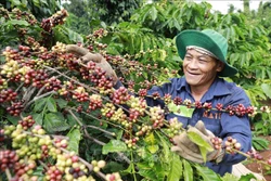 Nâng chất cho cà phê, hạt tiêu đáp ứng tốt thị trường xuất khẩu