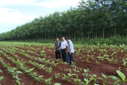 Thay đổi tư duy sản xuất ở vùng đồng bào dân tộc thiểu số tỉnh Gia Lai
